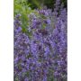 PERENN KANTNEPETA WALKERS LOW 15-PACK
