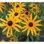 PERENN STRÅLRUDBECKIA GOLDSTURM 6-PACK