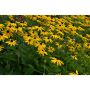 PERENN STRÅLRUDBECKIA GOLDSTURM 15-PACK