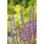 PERENN STÄPPSALVIA BLAUKÖNIGIN 15-PACK