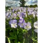 PERENN BUKETTVIOL ULLAS FAVORIT 6-PACK