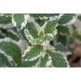 PERENN BROKBLADIG ÄPPELMYNTA VARIEGATA 15-PACK