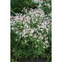 PERENN TREBLADSSPIREA 2L