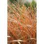PRYDNADSGRÄS BRANDSTARR 30CM 