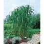 PRYDNADSGRÄS ELEFANTGRÄS MISKANTUS 300CM 