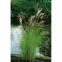 PRYDNADSGRÄS JAPANSKT GRÄS KLEINE SILVERSPINNE 100CM 