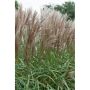 PRYDNADSGRÄS JAPANSKT GRÄS MALEPARTUS 180CM 