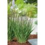 PRYDNADSGRÄS BLÅTÅTEL 50CM 