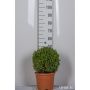 BUSKE BUXBOM Ø35-40CM 