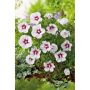 BUSKE HIBISKUS FRILAND VIT RÖD 3-PACK 