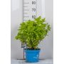 BUSKE HORTENSIA VIT 
