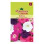 BLOMFRÖ PIARDINO PETUNIA BALCONY MIX 