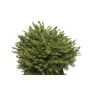 BARRVÄXT SERBISK DVÄRGGRAN 25-30CM 5-PACK 