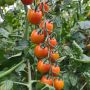 TOMAT CHERRY AURA 12CM