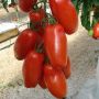 TOMAT SAN MARZANO EKO 12CM