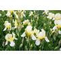 PERENN VIOLIRIS SNOW QUEEN 15-PACK 