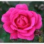 RABATTROS FLORIBUNDAROS KIM WALL ROSA BARROT 10-PACK 
