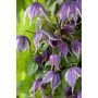 KLÄTTERVÄXT KLEMATIS BLUE ECLIPSE KRUKODLAD 3-PACK   
