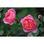 BUSKROS BOSCOBEL ROSA BARROT 5-PACK  