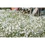 PERENN BRUDSLÖJA GYPSOPHILA 15-PACK 