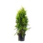 HÄCK THUJA SMARAGD 80-100CM KRUKODLAD