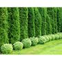 HÄCK THUJA SMARAGD 80-100CM KRUKODLAD