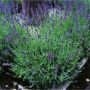 PERENN LAVENDEL HIDCOTE 4-PACK 