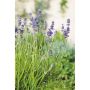 PERENN MUNSTEAD 2L 2ST LAVANDULA ANGUSTI