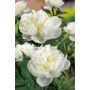 PERENN LUKTPION DUCHESSE DE NEMOURS 8-PACK 