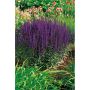 PERENN STÄPPSALVIA CARADONNA 2-PACK 