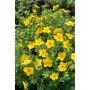 HÄCK TRÄDGÅRDSTOK GOLDFINGER 20-40CM 20-PACK KRUKODLAD