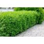 HÄCK VINTERLIGUSTER ATROVIRENS 20-40CM 20-PACK KRUKODLAD