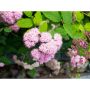 HÄCK PRAKTSPIREA LITTLE PRINCESS 20-40CM 20-PACK KRUKODLAD 