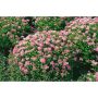 HÄCK PRAKTSPIREA LITTLE PRINCESS 10-20CM 100-PACK KRUKODLAD 