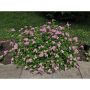 HÄCK PRAKTSPIREA LITTLE PRINCESS 10-20CM 100-PACK KRUKODLAD 