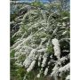HÄCK NORSKSPIREA GREFSHEIM E 20-40CM 20-PACK KRUKODLAD 