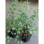 HÄCK BUKETTSPIREA 20-40CM 20-PACK KRUKODLAD  