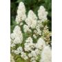 HÄCK LITEN RÖNNSPIREA MAIA E 20-40CM 100-PACK KRUKODLAD 
