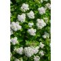 HÄCK BJÖRKSPIREA TOR E 10-20CM 10-PACK KRUKODLAD  