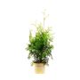 HÄCK THUJA BRABANT 80-100CM KRUKODLAD