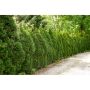 HÄCK THUJA BRABANT 80-100CM KRUKODLAD