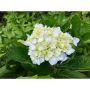 BUSKE HORTENSIA VIT 20-60CM