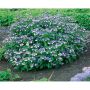 BUSKE PURPURHORTENSIA 20-40CM  KRUKODLAD