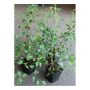 HÄCK BUKETTSPIREA 20-40CM 10-PACK KRUKODLAD