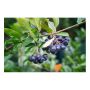 HÄCK SVART ARONIA HUGIN 20-30CM 10-PACK KRUKODLAD