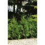 HÄCK THUJA BRABANT 20-40CM 10-PACK KRUKODLAD
