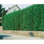 HÄCK THUJA BRABANT 20-40CM 100-PACK KRUKODLAD