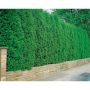 HÄCK THUJA BRABANT 100-125CM 100-PACK KRUKODLAD