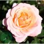 RABATTROS FLORIBUNDA KALMAR 1-PACK 30-50 CM BARROT