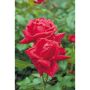 RABATTROS THEYBRID ISABELLA ROSSELLINI 1-PACK 30-50CM BARROT